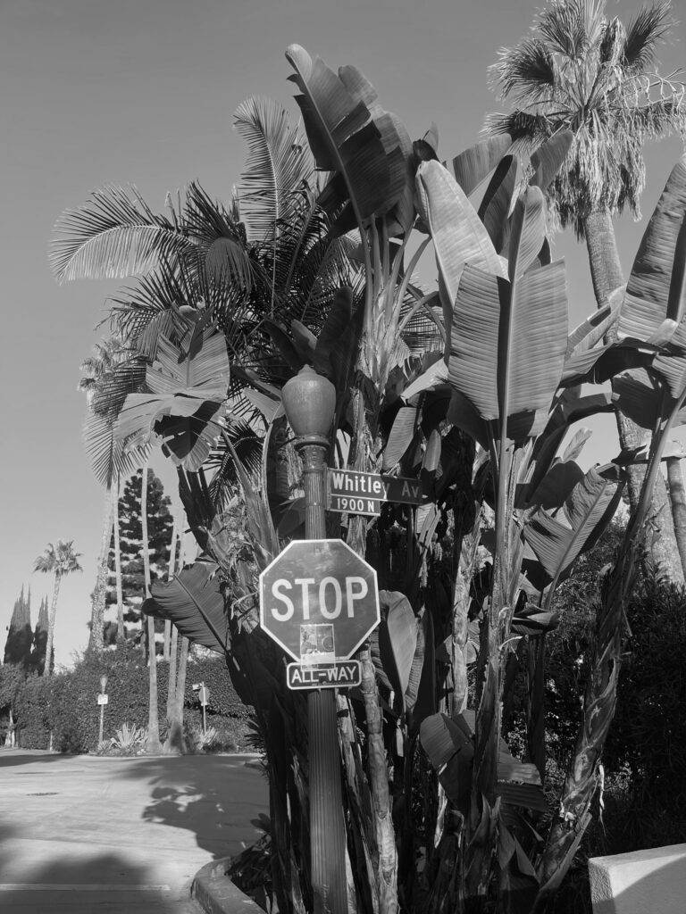 Love Letter to Whitley